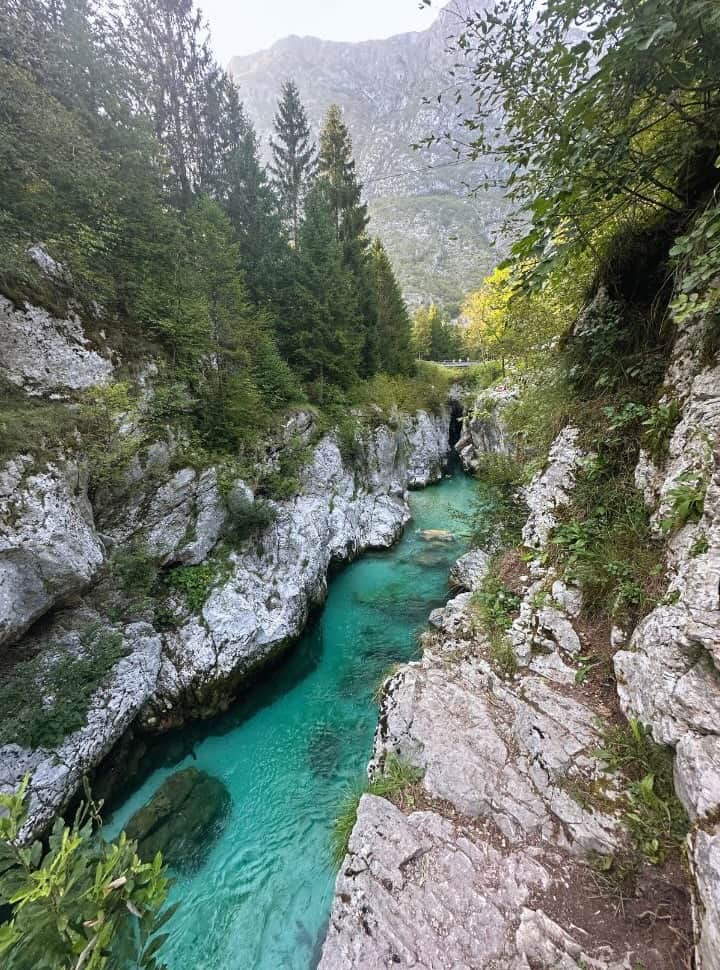 emerald green water set within a gorge with white limestones and pine tree in Soča gorge Slovenia