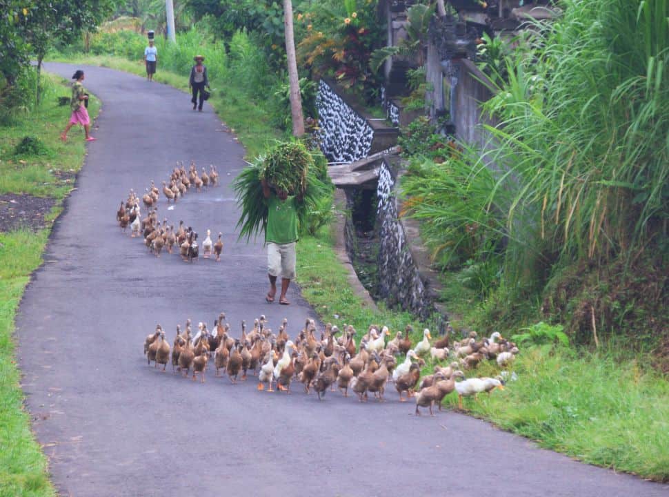 duck farmer carrying long grass on his head while his duck herd accompanies him along the narrow streets of Sidemen Bali