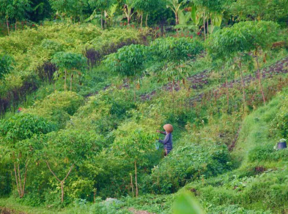 woman in the field checking the vegetable plants grown in Sidemen Bali