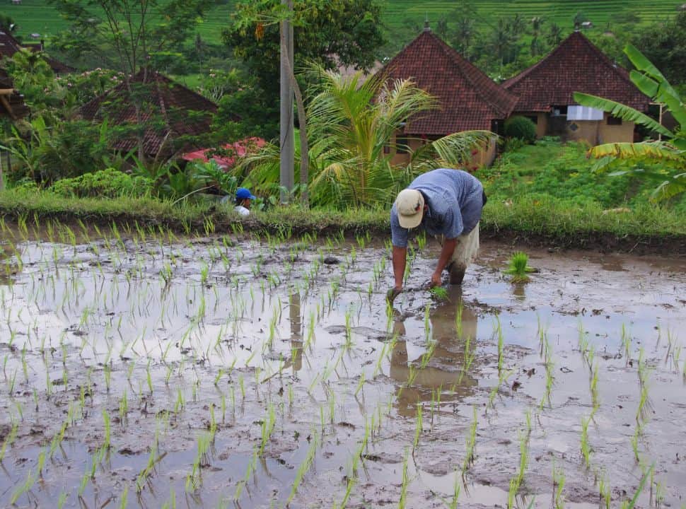 farmer standing in the mud planting seedlings in the wet rice paddy in Sidemen Bali