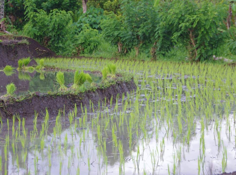 wet paddy with seedlings planted in the mud, while a higher up terrace has seedlings ready to be planted in Sidemen Bali