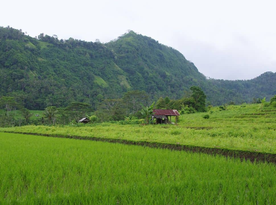 shed in the ricefields in Sidemen Bali with in the backdrop hills covered with vegetation