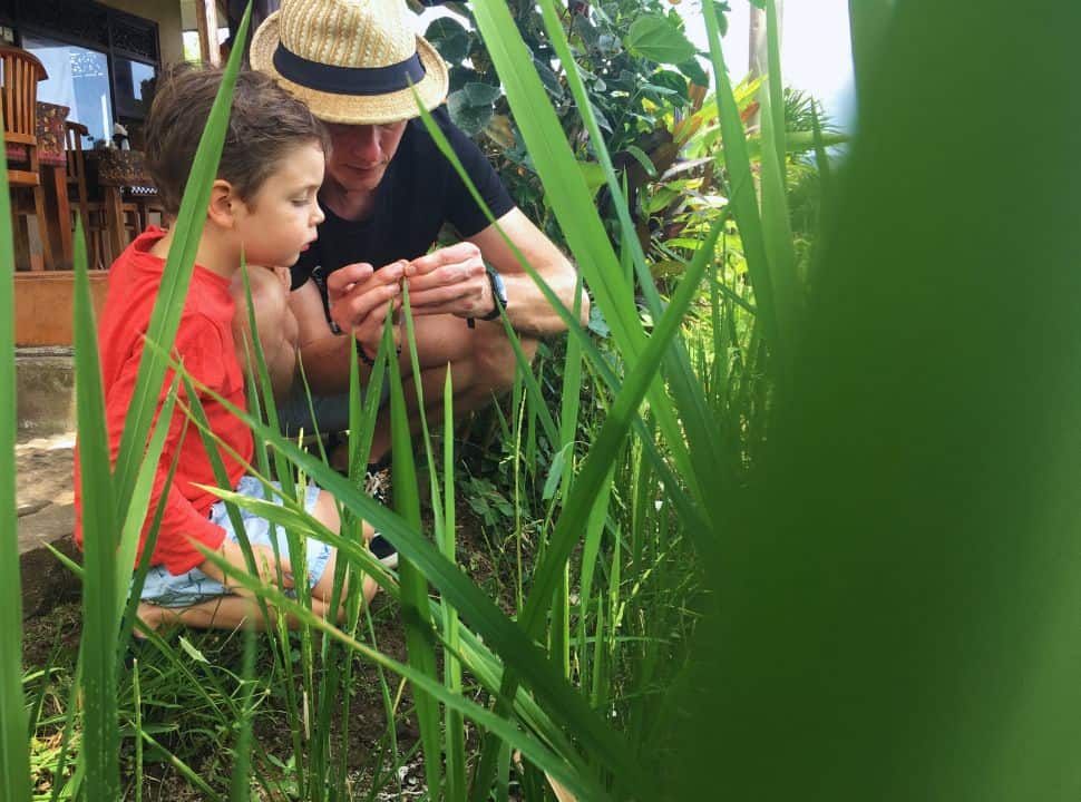 father and son checking the rice plants located in a rice field right next to a restaurant in Sidemen