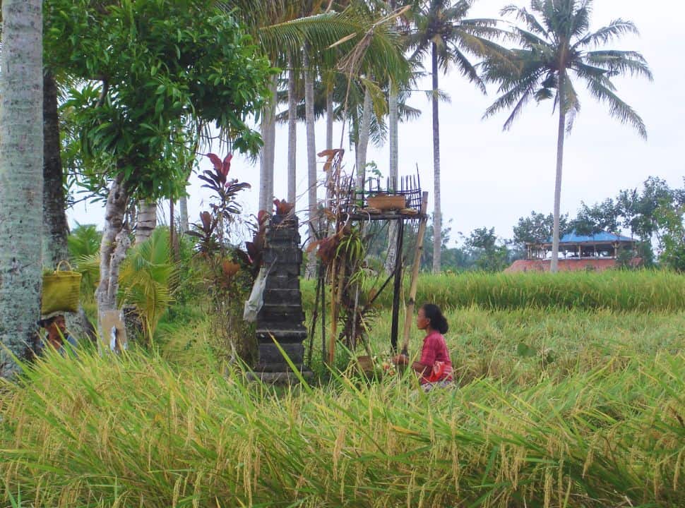 Ubud vs Sidemen: Which Bali destination is better for you?