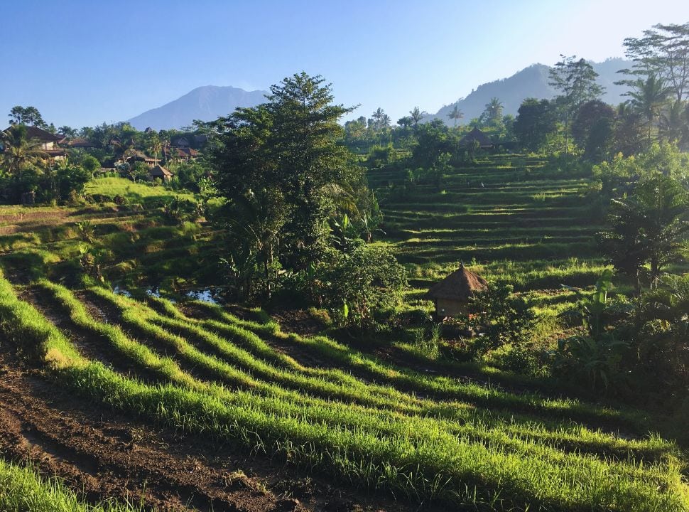 rice field terraces  with hills in the background in Sidemen