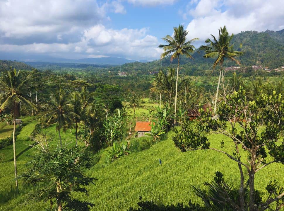 view of the valley with rice fields in Sideme, palm trees and in the distance hills 