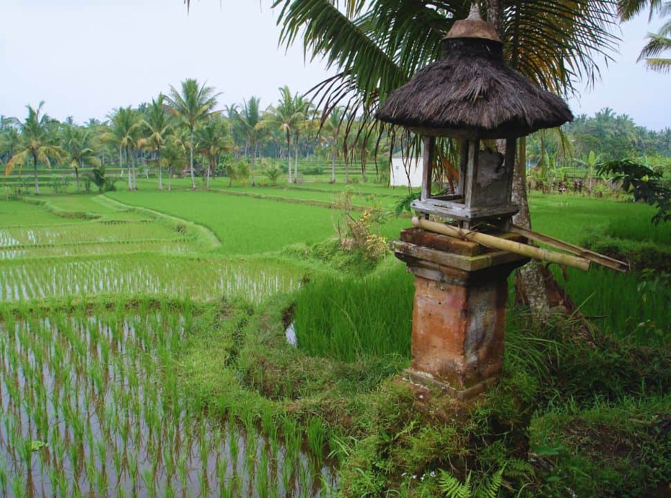 rice field with palmtrees with Balinese religious shrine set in the edge of the field. 