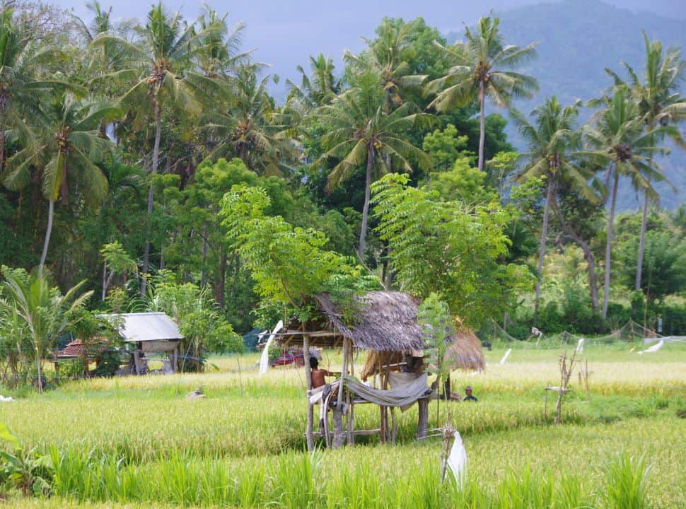 farmer resting in one of the many sheds located in the rice fields of Sidemen