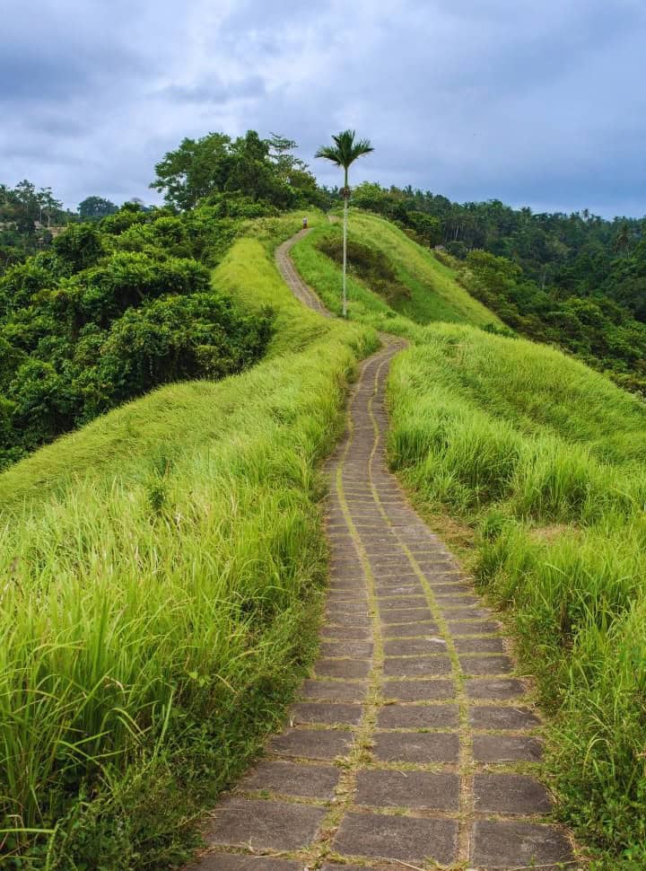 path along a ridge with green grass and in the far distance lush trees in Ubud