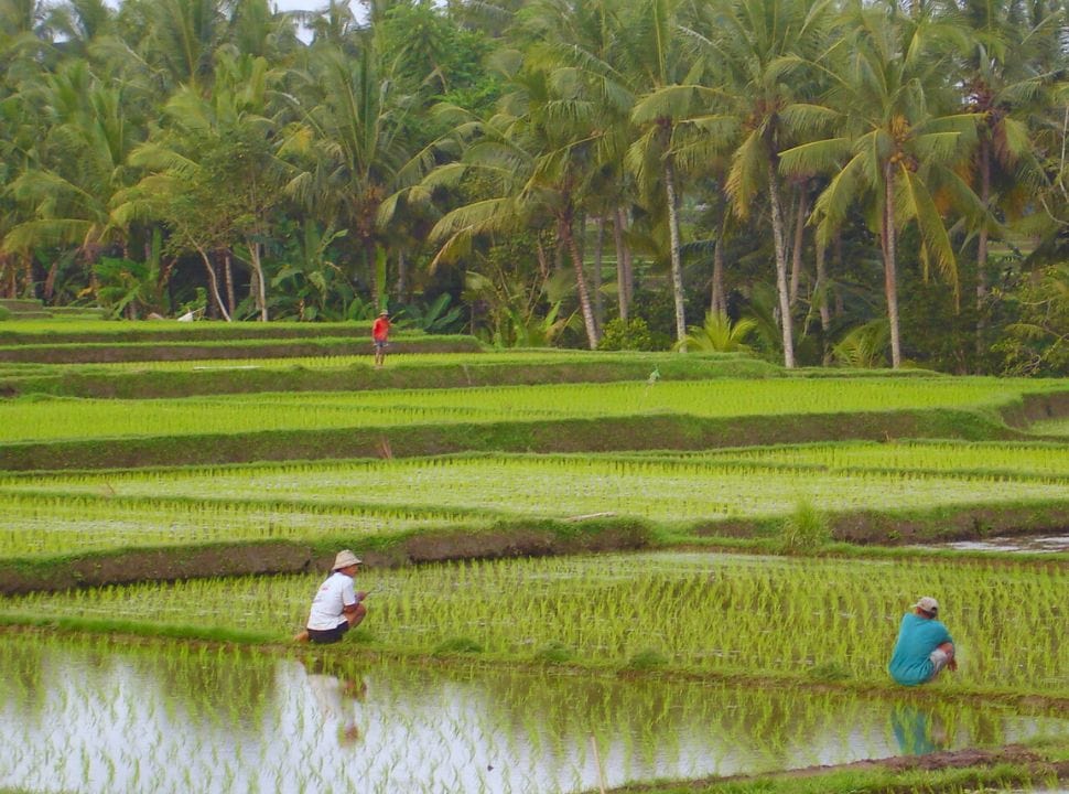 rice farmers sitting on the edge of the rice fields planting seelings in the wet fields in Ubud Bali