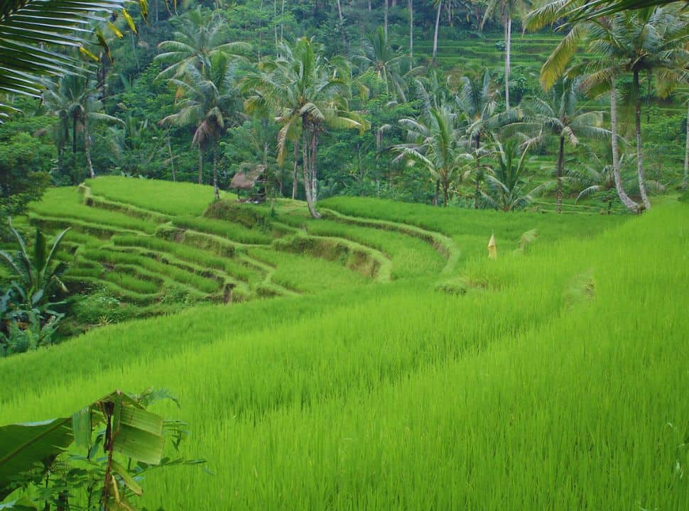 lush green rice terrace at gunung kawi temple Bali, surrounded by palm trees and banana trees