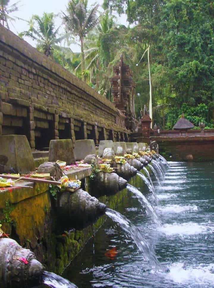 row of water springs with colorful flower offerings placed on top set in a lush green vegetation nearby Ubud Bali
