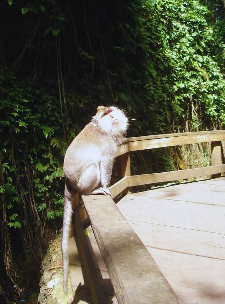 macaque monkey sitting on wooden railing in monkey forest in Ubud Bali