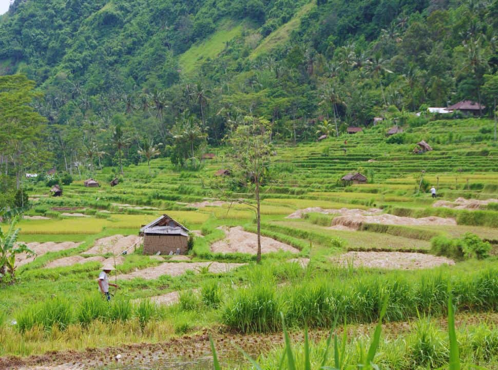 rice field valley with farmers working in the field in Sidemen Bali
