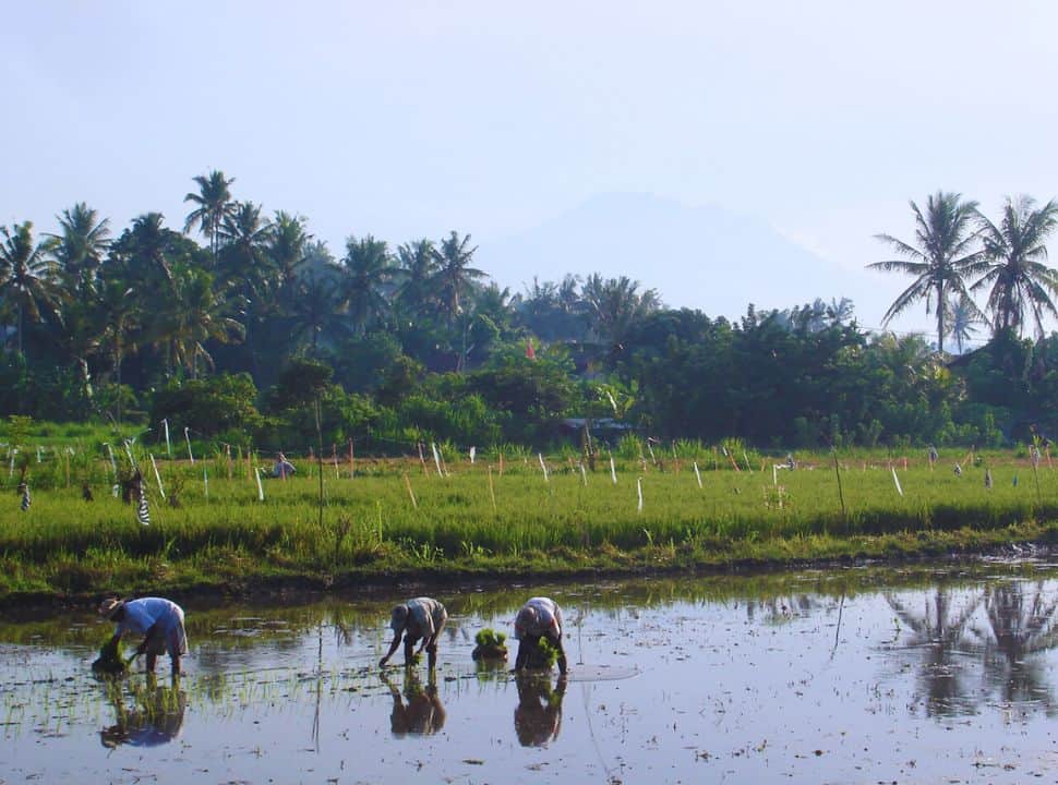 man standing ankle deep in the water of a rice field while planting seedlings in the field, in the back Mount Agung is slight visible