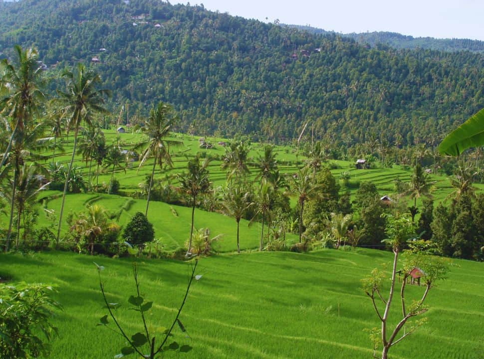 rice field terrace view in Munduk Bali