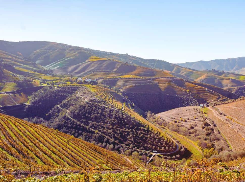Vineyards in the hills of douro valley Portugal