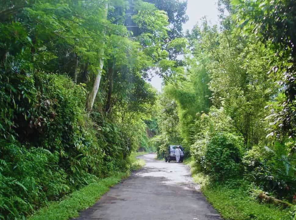 narrow paves road with on boths sides thick vegetation, in a distance a man in white is walking along the road nearby Munduk Bali