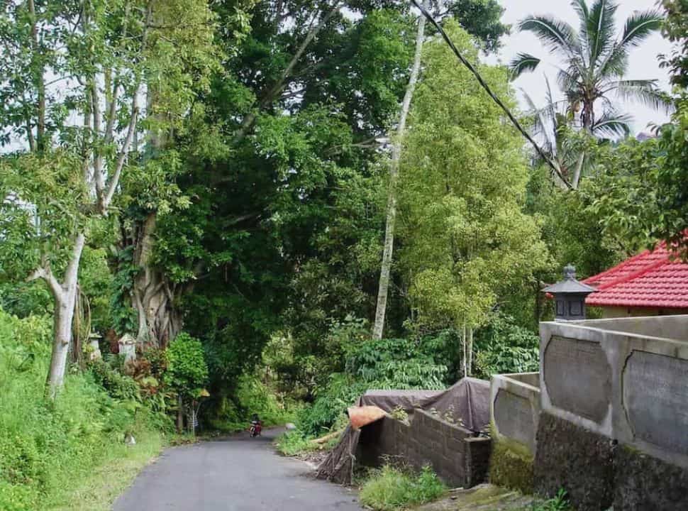 typical Munduk road, narrow, with lots of trees and cemented walls surrounding house complexes or a temple