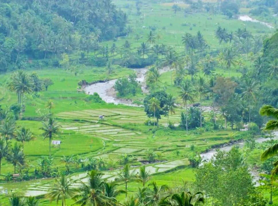 view of a rice field valley with rice terraces, a river and pal trees in Munduk Bali