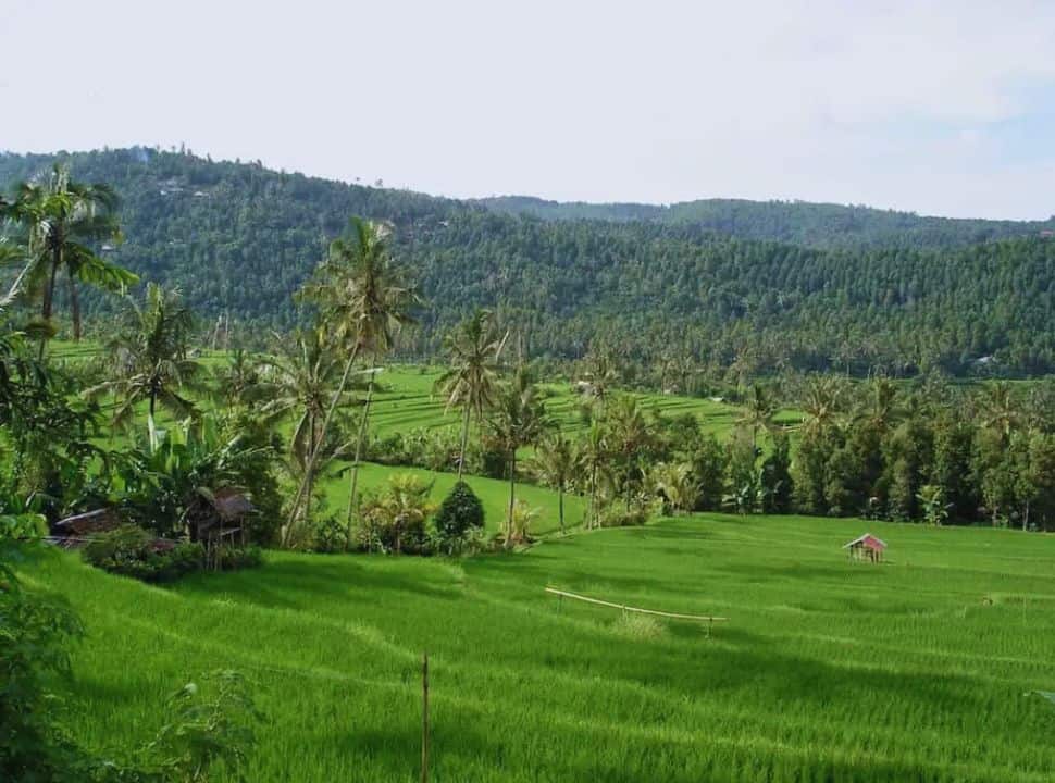rice field terrace valley with palm tress and more green landscape in the far distance at one of Munduk's rice fields