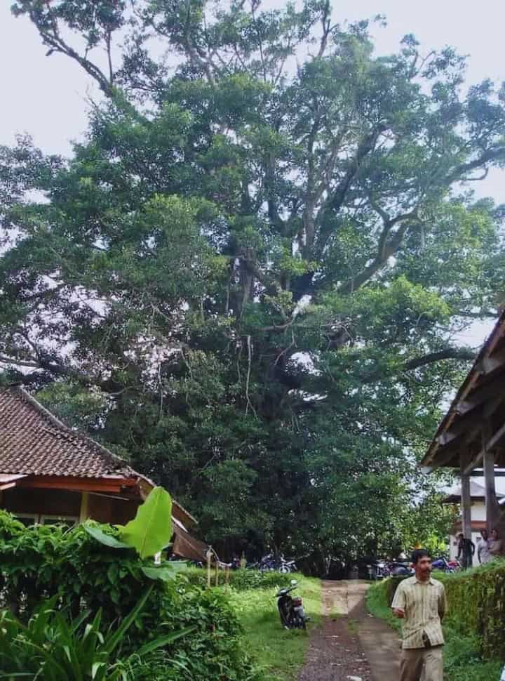 large banyan tree nearby munduk town