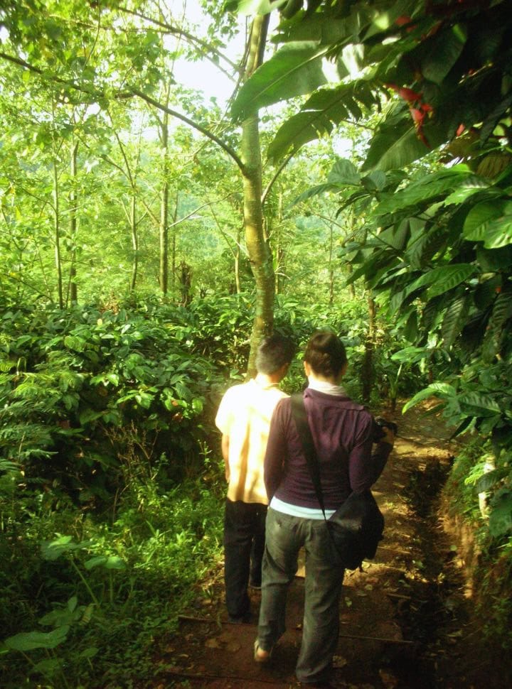 woman following a guide who is leading her through the coffee plantations in North-Baii