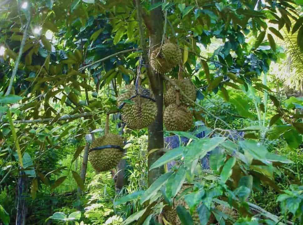 durian hanging on a tree in the lush vegetation Bali