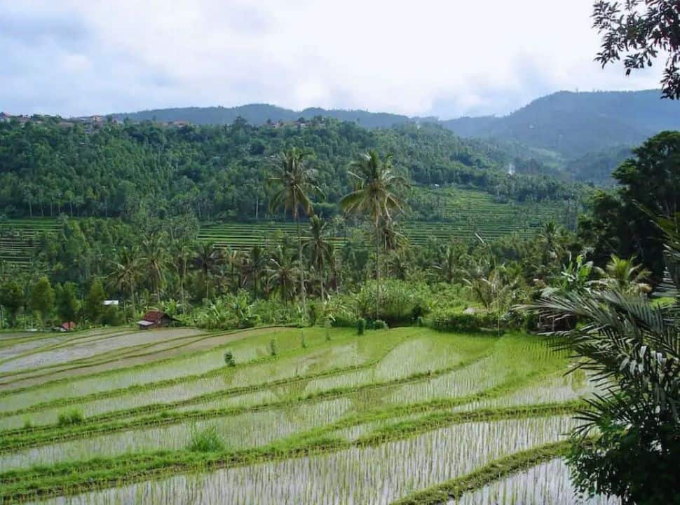 rice field terraces with small sprouts in the water, palm trees and other vegetation surround the rice field paddy. 