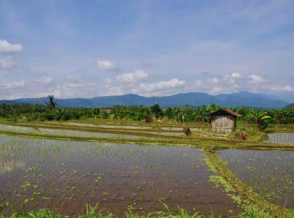 rice field paddies nearby Lovina Bali with lots of water, plants are not visible yet. There is a small shed in the field and on the horizon there are mountains visible