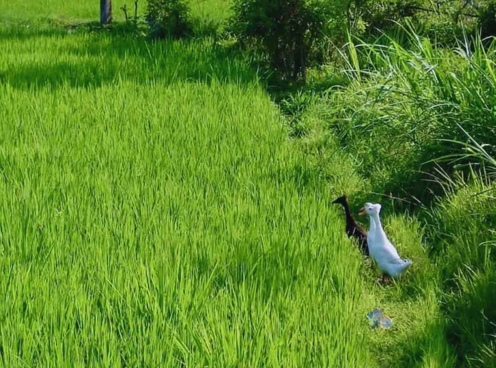 threes ducks walking along the edge of the green rice fields in Bali