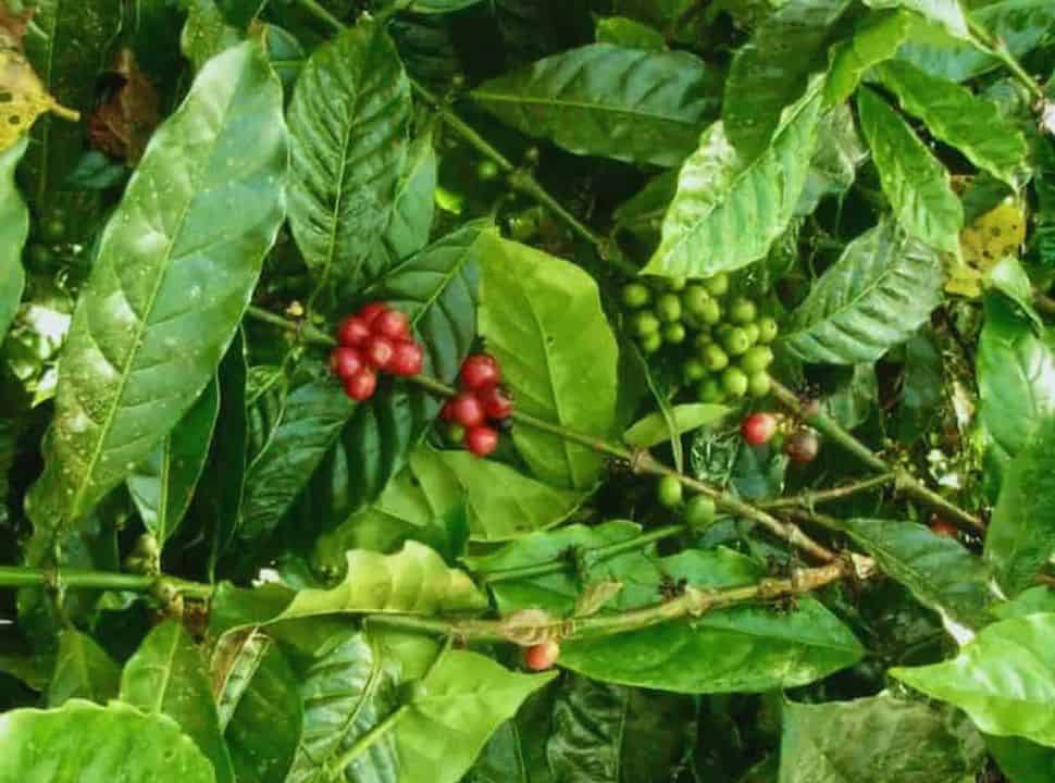 coffee plant with red and green colored coffee cherries