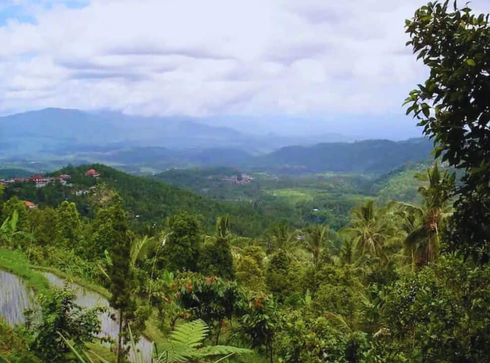 view of a valley with plantations, rice fields and mountain landscape seen from the rice field along the road in Munduk
