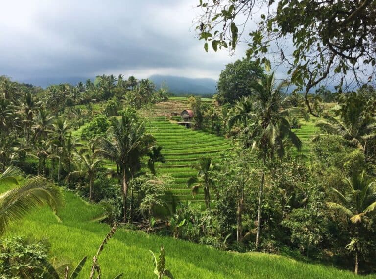 view of stunning rice field terraces in the hidden gem batukaru