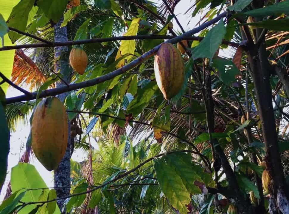 cocoa fruits at a cocoa plantation in the Batukaru area
