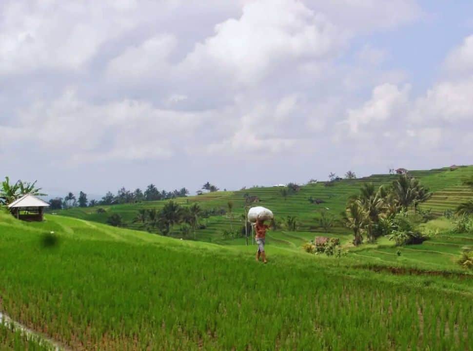 Balinese farmer with a big bag on her head at the Jatiluwih rice terraces