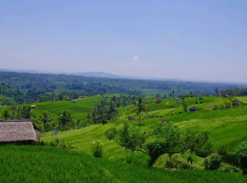 valley with rice field terraces, couple of sheds are located within the fields in Jatiluwih Bali