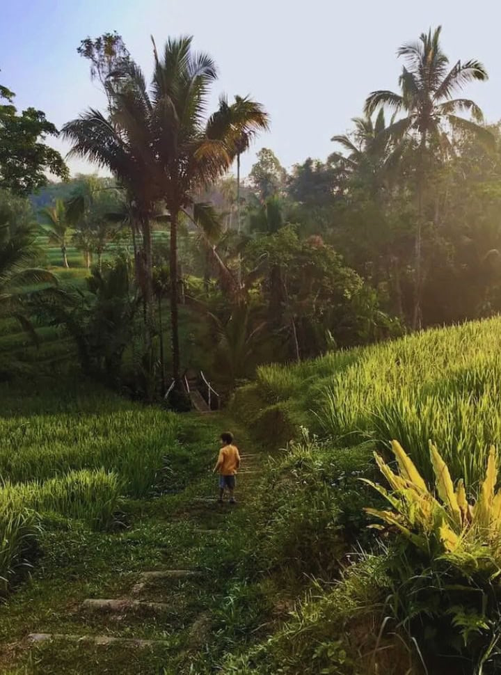 little boy walking down to a wooden bridge set within in the rice fields at the Sari Devi Ecolodge in Bali