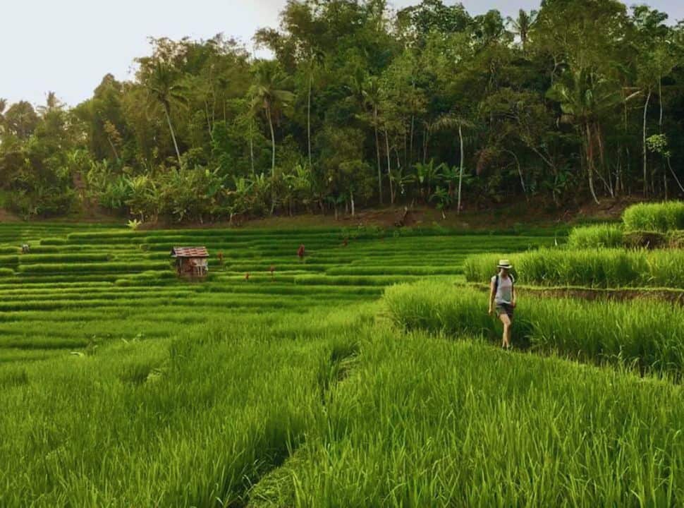 woman walking along the edges of the green rice field terrace valley with in the back lush green vegetation on of the great things to do in Batukaru Bali