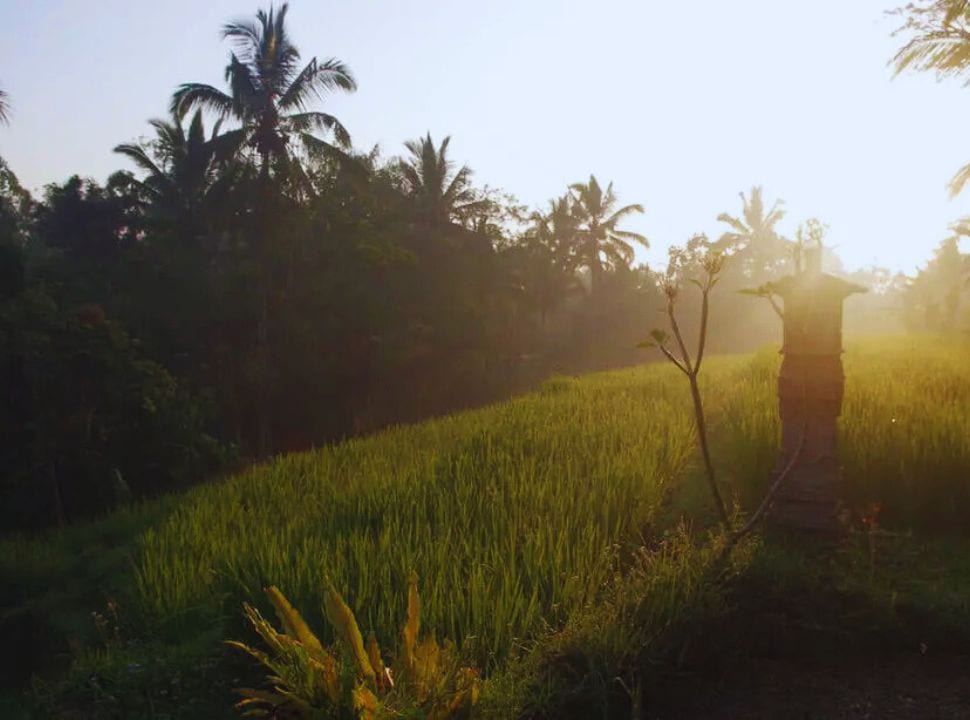 Balinese shrine set in a rice field where the sun is just rising and the morning dew is still present, palm trees are set in the back at Batukaru area Bali
