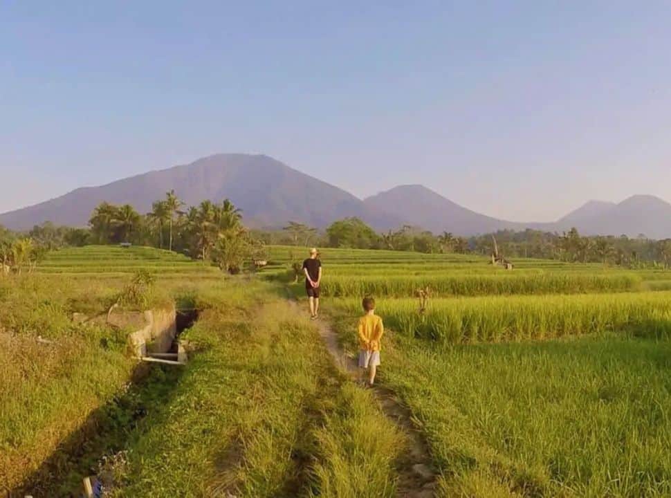 father and son walking along a small path through the ride field, towards mount batukaru in central of bali island