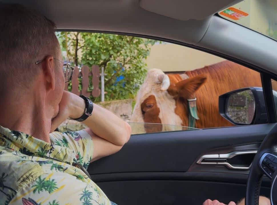 driver of a car watching with his window open a cow passing closely past his car in Slovenia