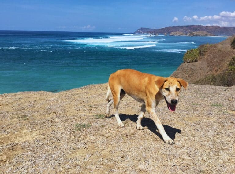 lombok beaches are amazing, dog enjoying the view too