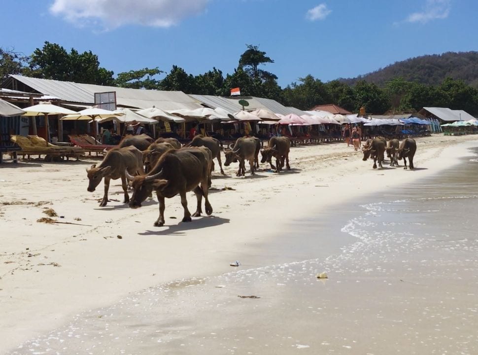 buffalo herd walking along the beach past the many sun umbrellas and sun beds at Selong Belanak Beach Lombok