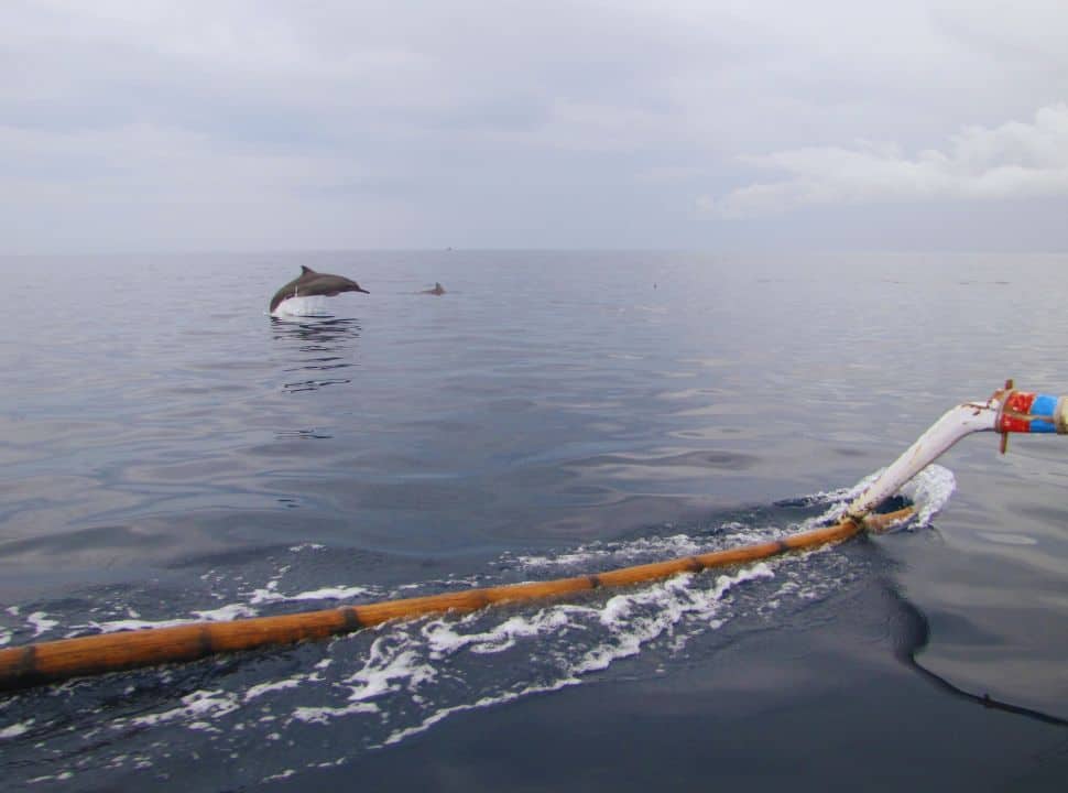 dolphin jumping out of the water just meters from a traditional fishing boat in Bali Lovina