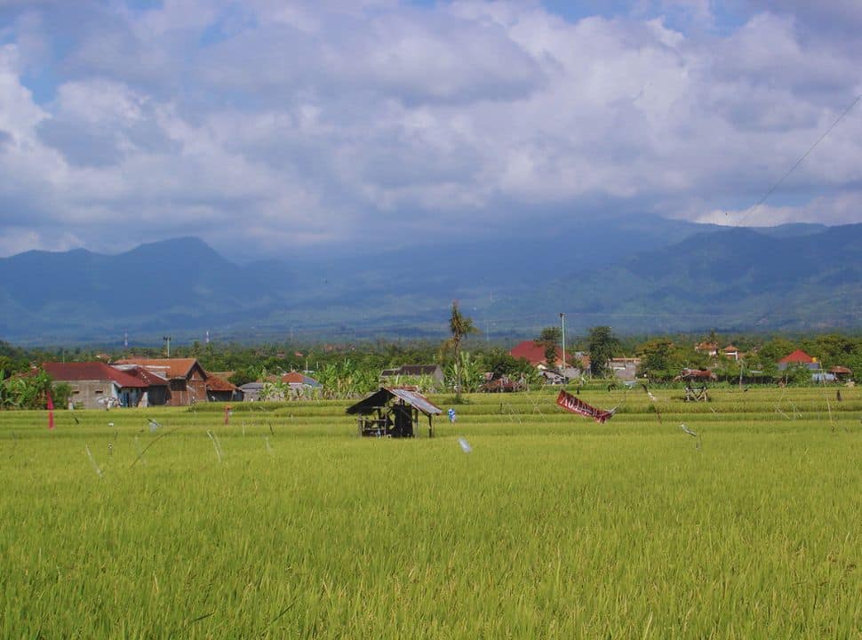 little shed located within the yellow green ricefield with in the back ground a small village and the mountain range of North Bali