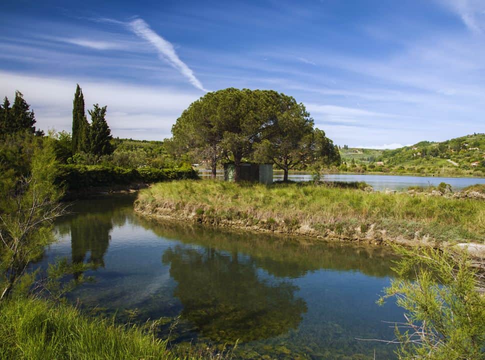 nature park with trees, water and lush gras in Slovenia